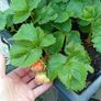 strawberry plants different sizes Image 3