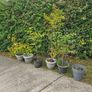 Sour Cherry Morello Tree Plants Image 2
