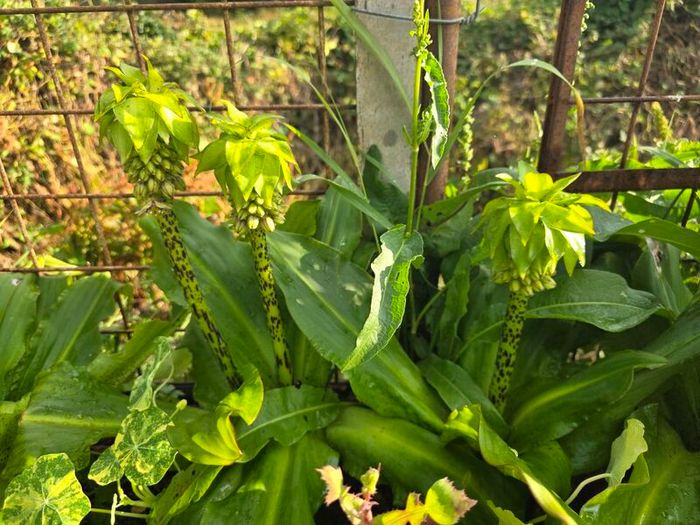 plants