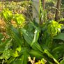 plants Image 2
