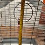 Bird cage medium Image 7