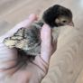 Sebright Chicks and Hatching Eggs Image 2