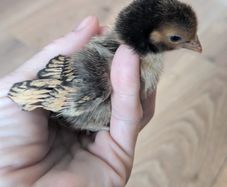Sebright Chicks and Hatching Eggs