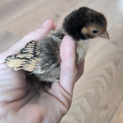 Sebright Chicks and Hatching Eggs