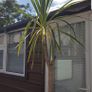Palm Tree Image 9