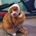 dacage