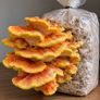 Mushroom Growing Kits and Live Mycelium Cultures Image 2