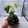 Coconut with Two Anubias Plants Image 2