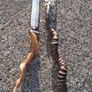19th Century Horned Ceramonial Trident and Dagger (24 Inches) Image 2