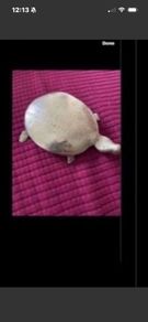 Brass Turtle