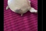 Brass Turtle