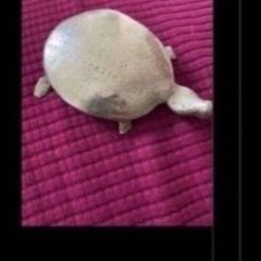 Brass Turtle