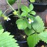 10 pineberries  plants - white strawberries Image 3