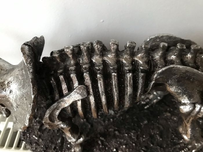 dinosaur skeleton