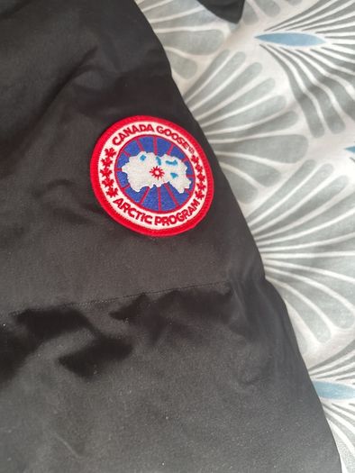 canada goose