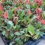 Red Robin Hedging Image 9