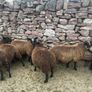 Spotted Dutch x Mule Ewe Lambs Image 5