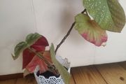 real plant