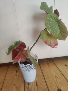 real plant
