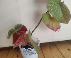 real plant