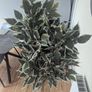 Artificial Plant Image 5