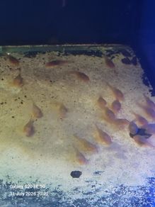 Albino bristlenose plecos