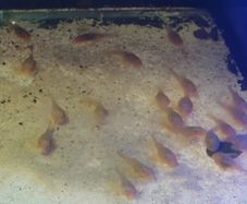 Albino bristlenose plecos