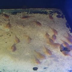 Albino bristlenose plecos