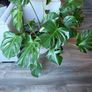 Monstera Image 3