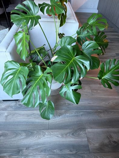 Monstera