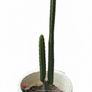 San Pedro Peruvian Torch Cactus Echinopsis peruviana Image 2