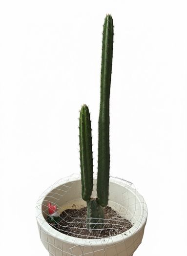 San Pedro Peruvian Torch Cactus Echinopsis peruviana
