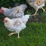 roosters Image 5