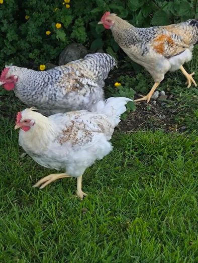 roosters
