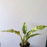 Philodendron Ring of Fire Plant Image 5