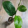 No.1 Monstera Lechleriana Variegated Image 3