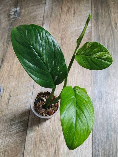 No.1 Monstera Lechleriana Variegated