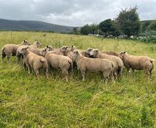 Sheep