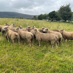 Sheep