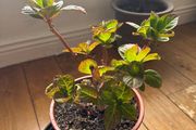 Hydrangea plant sale