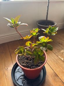 Hydrangea plant sale