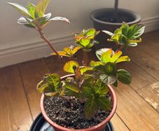 Hydrangea plant sale