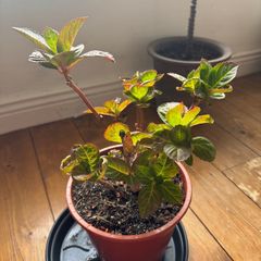 Hydrangea plant sale