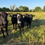 Five 5 Star Heifers Image 3