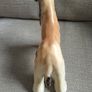 Beswick Afghan Hound Hajubah of Davlen Image 5