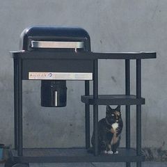 Rockwell charcoal Bbq