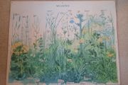 Vintage Botanical Print on board - Meadows