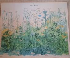 Vintage Botanical Print on board - Meadows