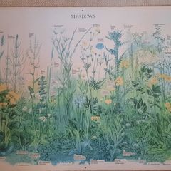 Vintage Botanical Print on board - Meadows