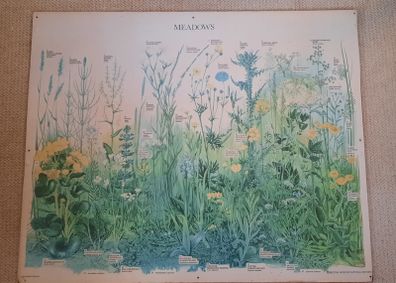 Vintage Botanical Print on board - Meadows